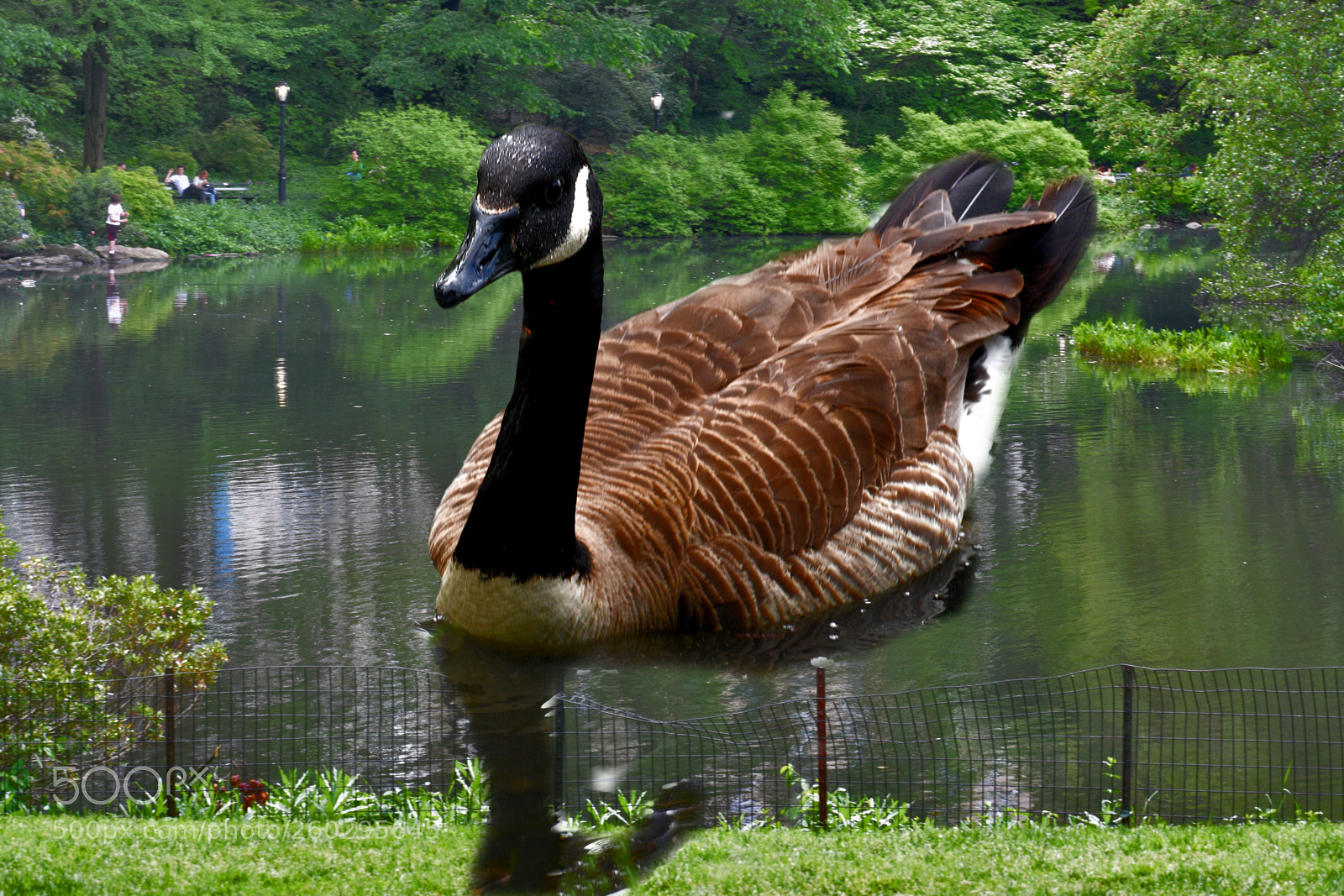 Nikon D3400 sample photo. Canadian goose on lake photography