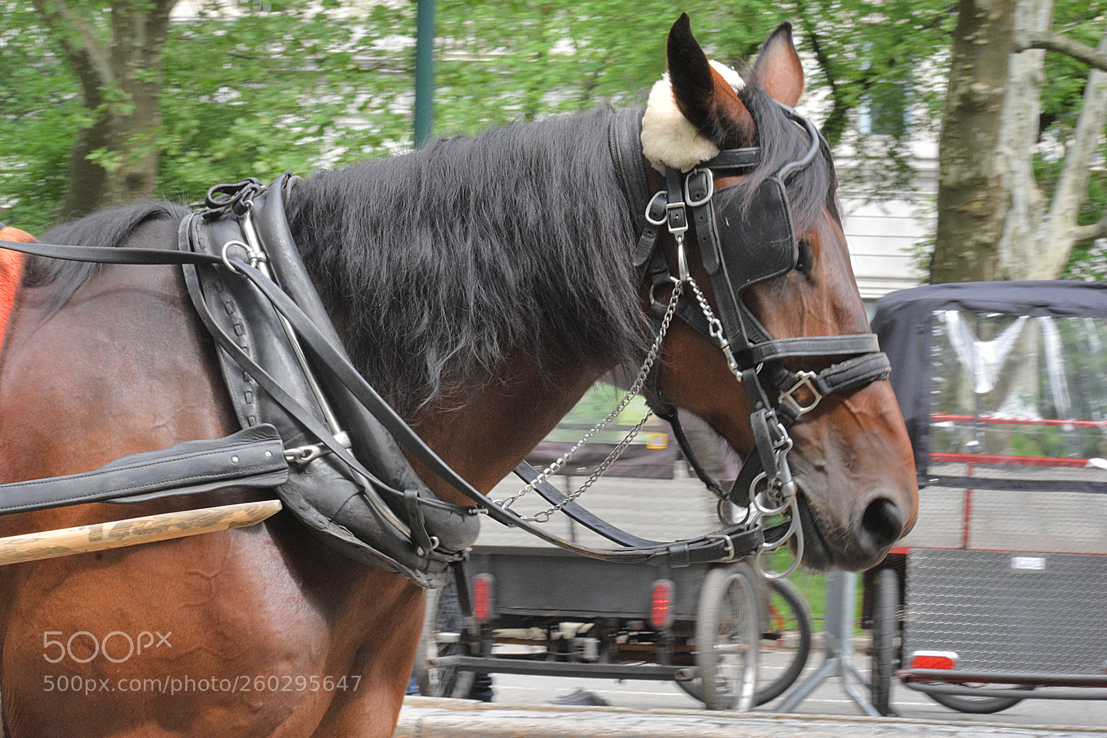 Nikon D3400 sample photo. Carriage horse and bicycles photography