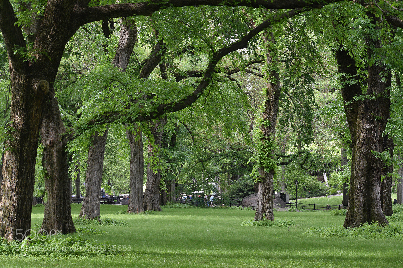 Nikon D3400 sample photo. Forest in central park photography