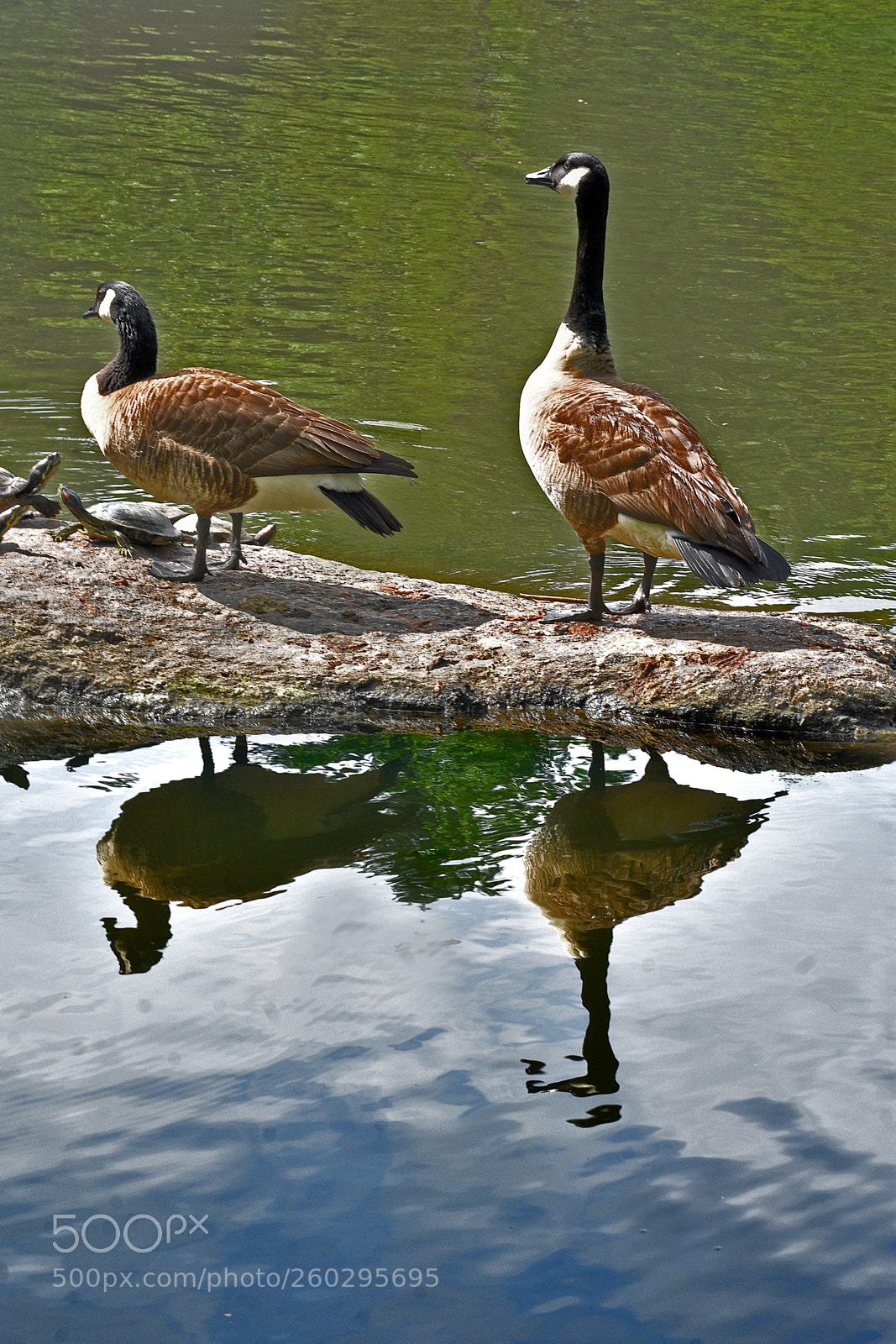 Nikon D3400 sample photo. Goose reflrction photography
