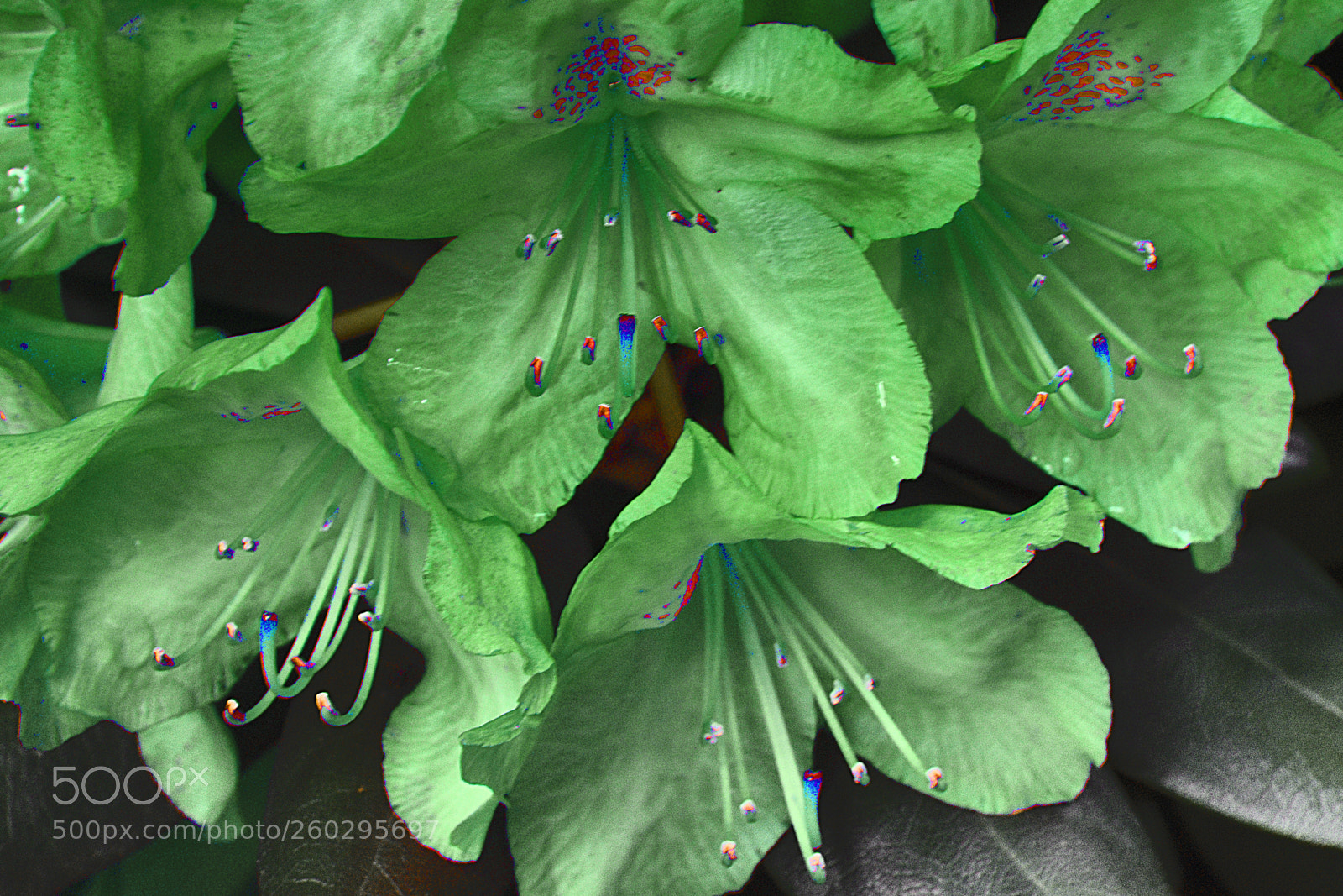 Nikon D3400 sample photo. Green azeleas photography