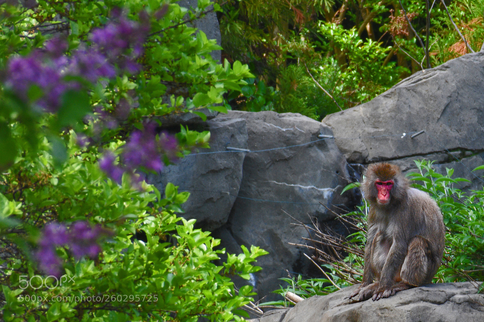 Nikon D3400 sample photo. Japanese macaque photography
