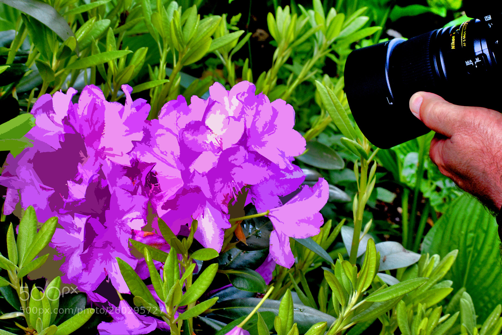 Nikon D3400 sample photo. Photo pink azeleas photography