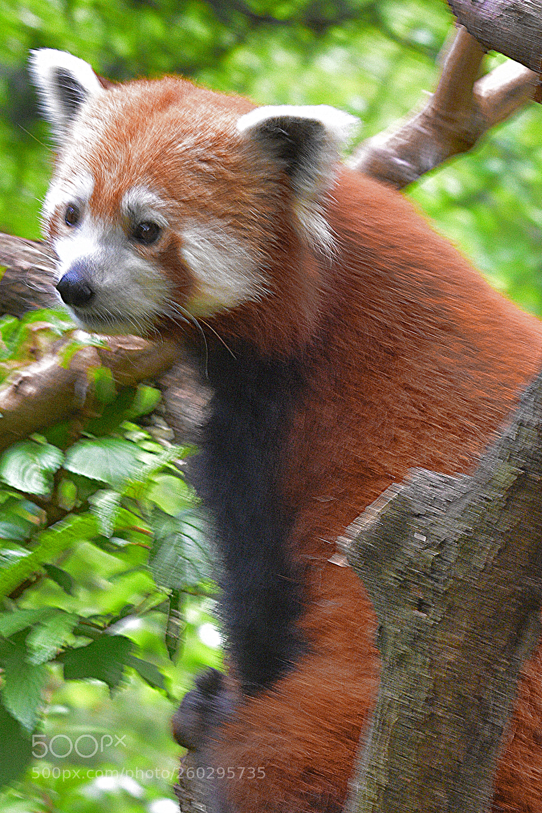 Nikon D3400 sample photo. Red panda photography
