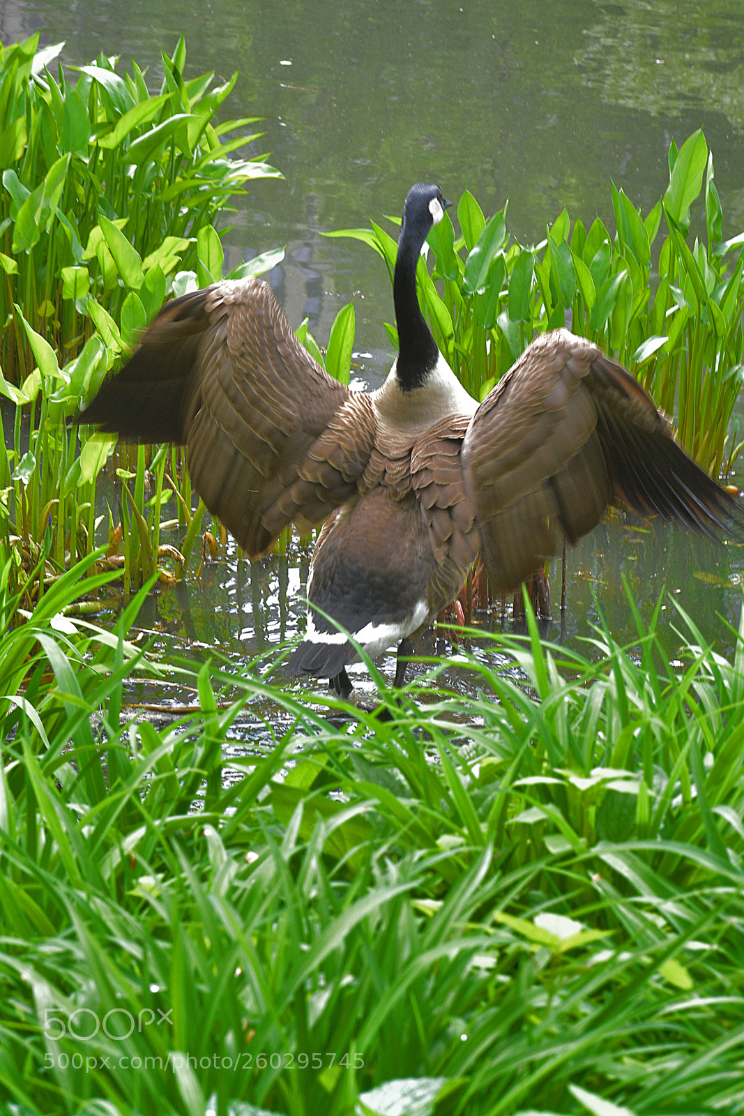 Nikon D3400 sample photo. Wing flapping canadian goose photography