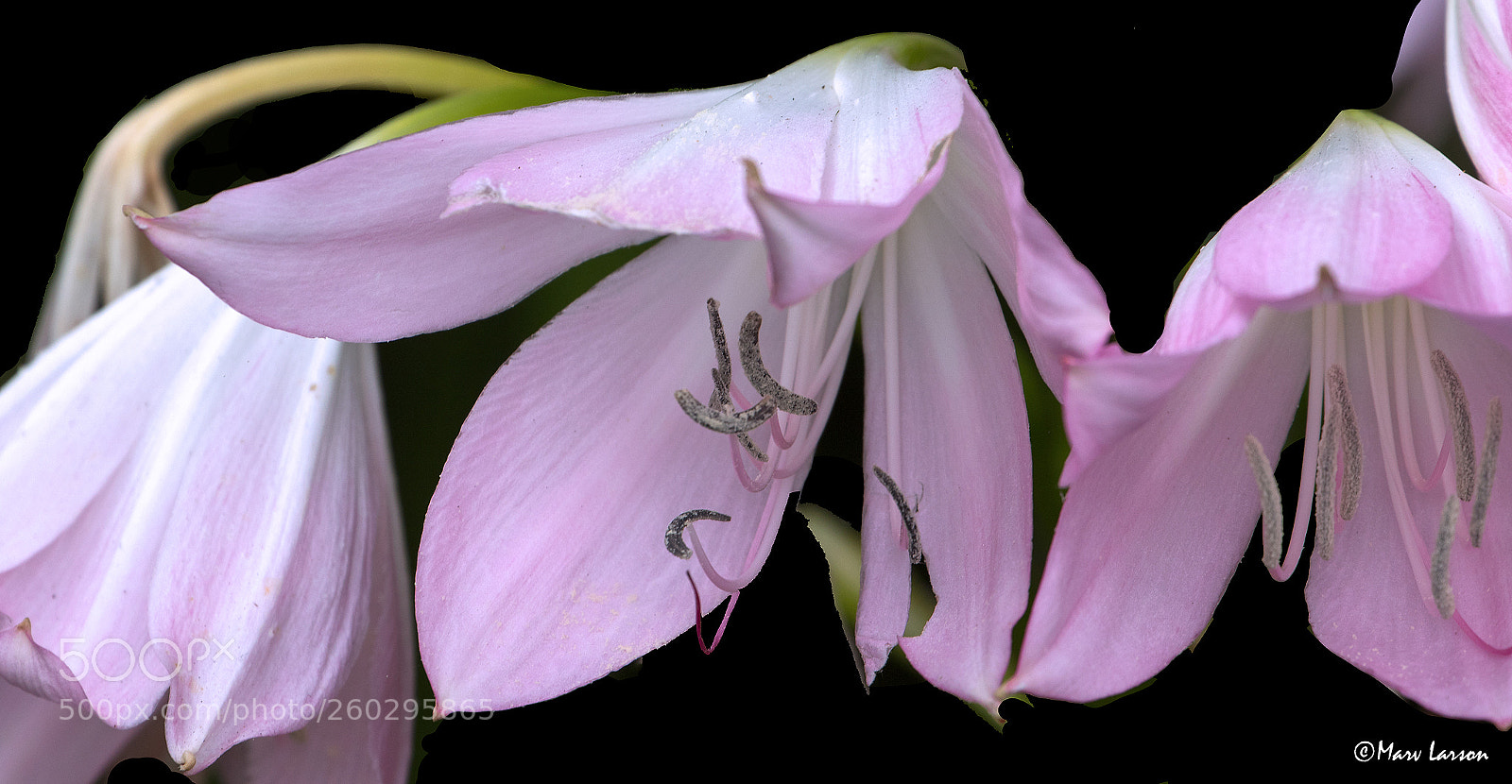 Canon EOS 7D Mark II sample photo. Untitled photography