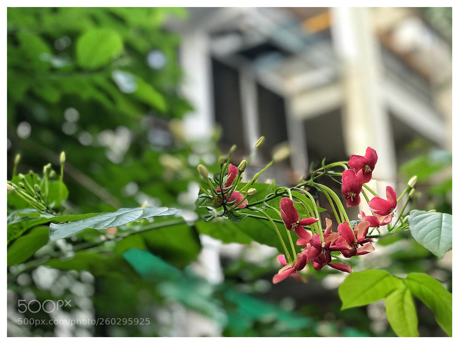 Apple iPhone 7 Plus sample photo. 海口，六西路 photography