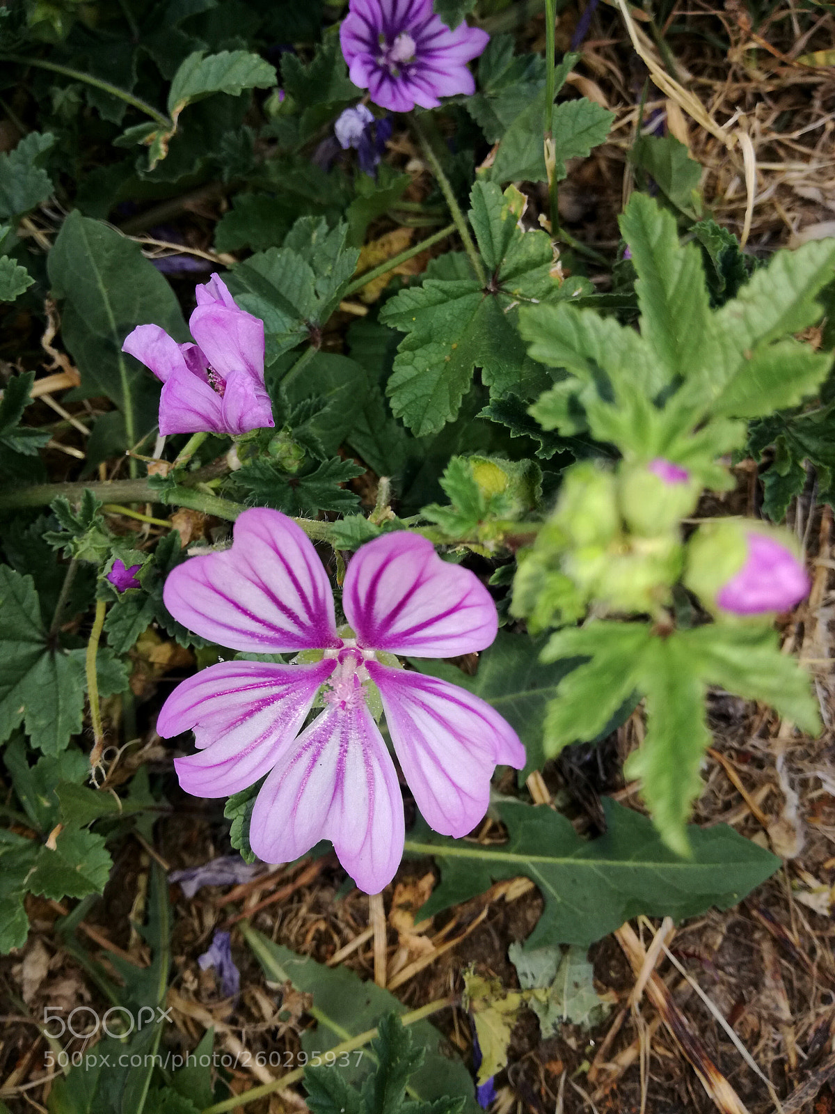 HUAWEI P9 LITE sample photo. Untitled photography
