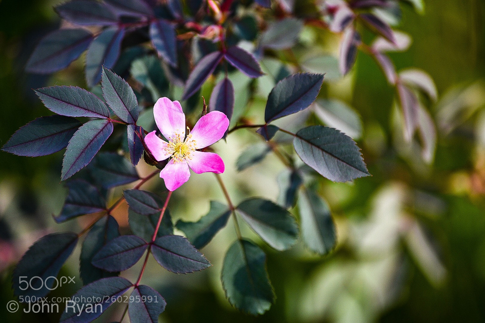 Nikon D3400 sample photo. Untitled photography