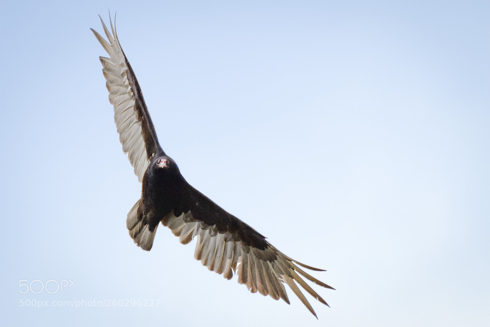 Nikon D800 sample photo. Vulture swoops photography