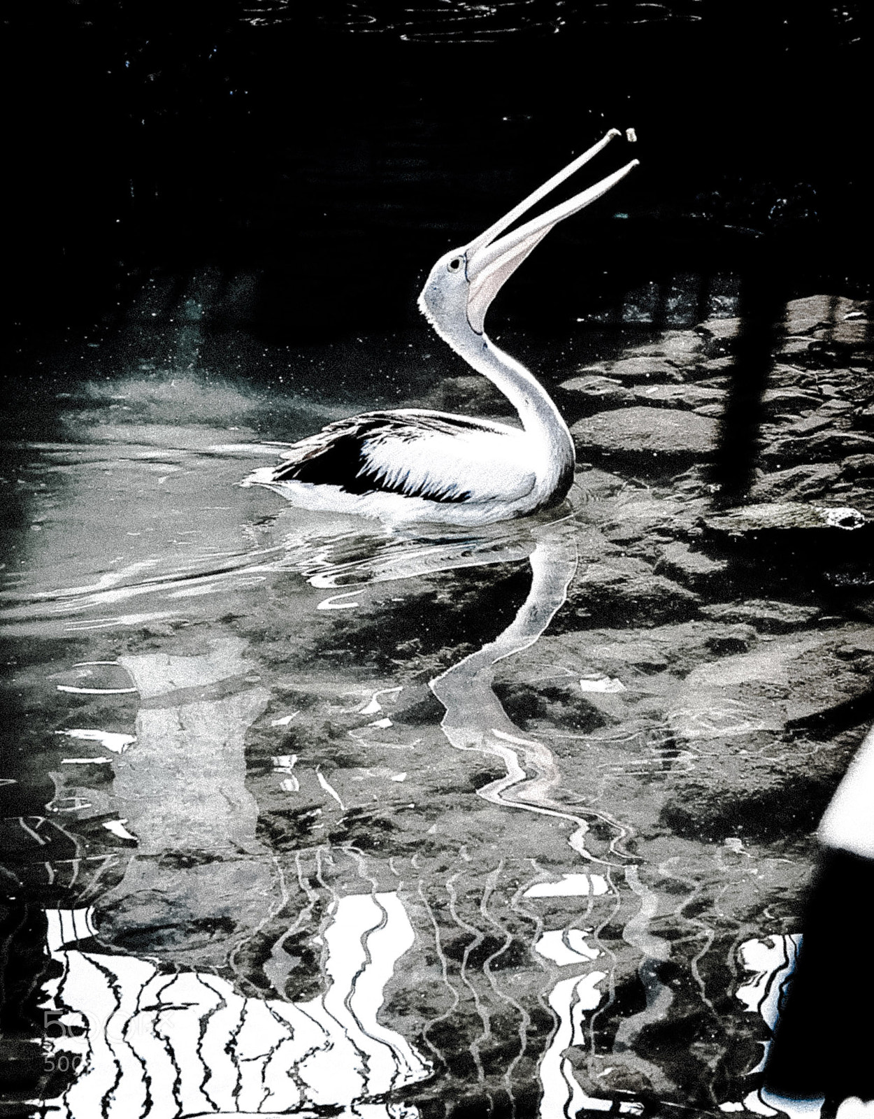 Panasonic Lumix DMC-GX7 sample photo. Pelican photography