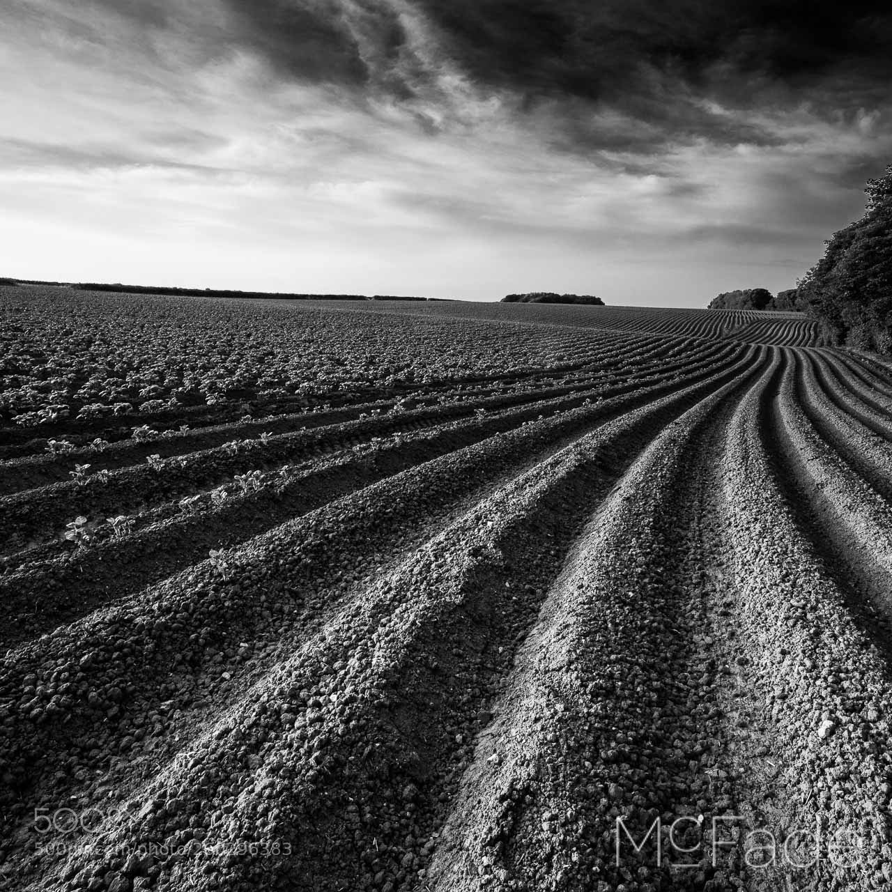 Canon EOS 5D Mark IV sample photo. Potato 007 boston spa photography