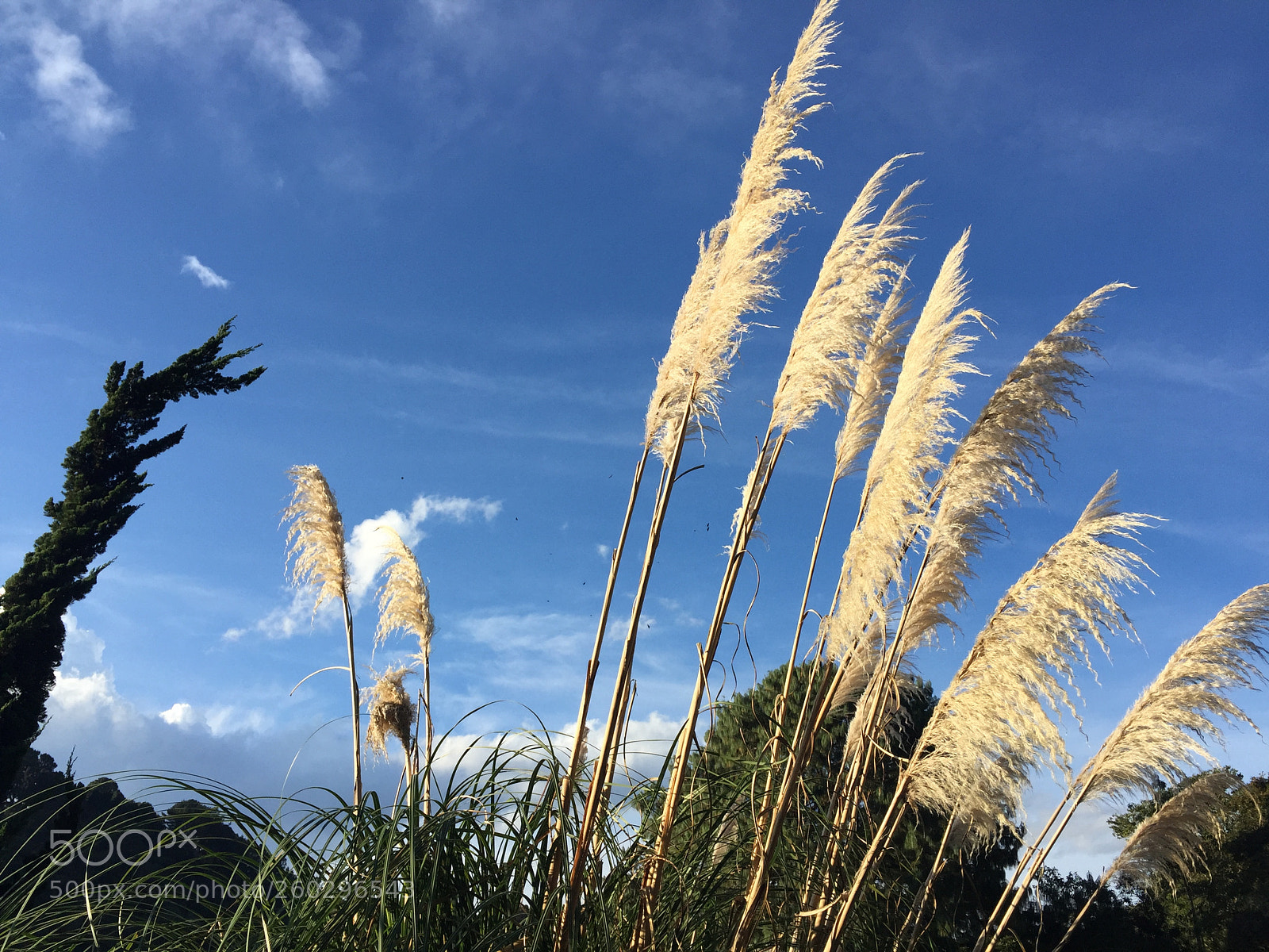 Apple iPhone 6 sample photo. Untitled photography