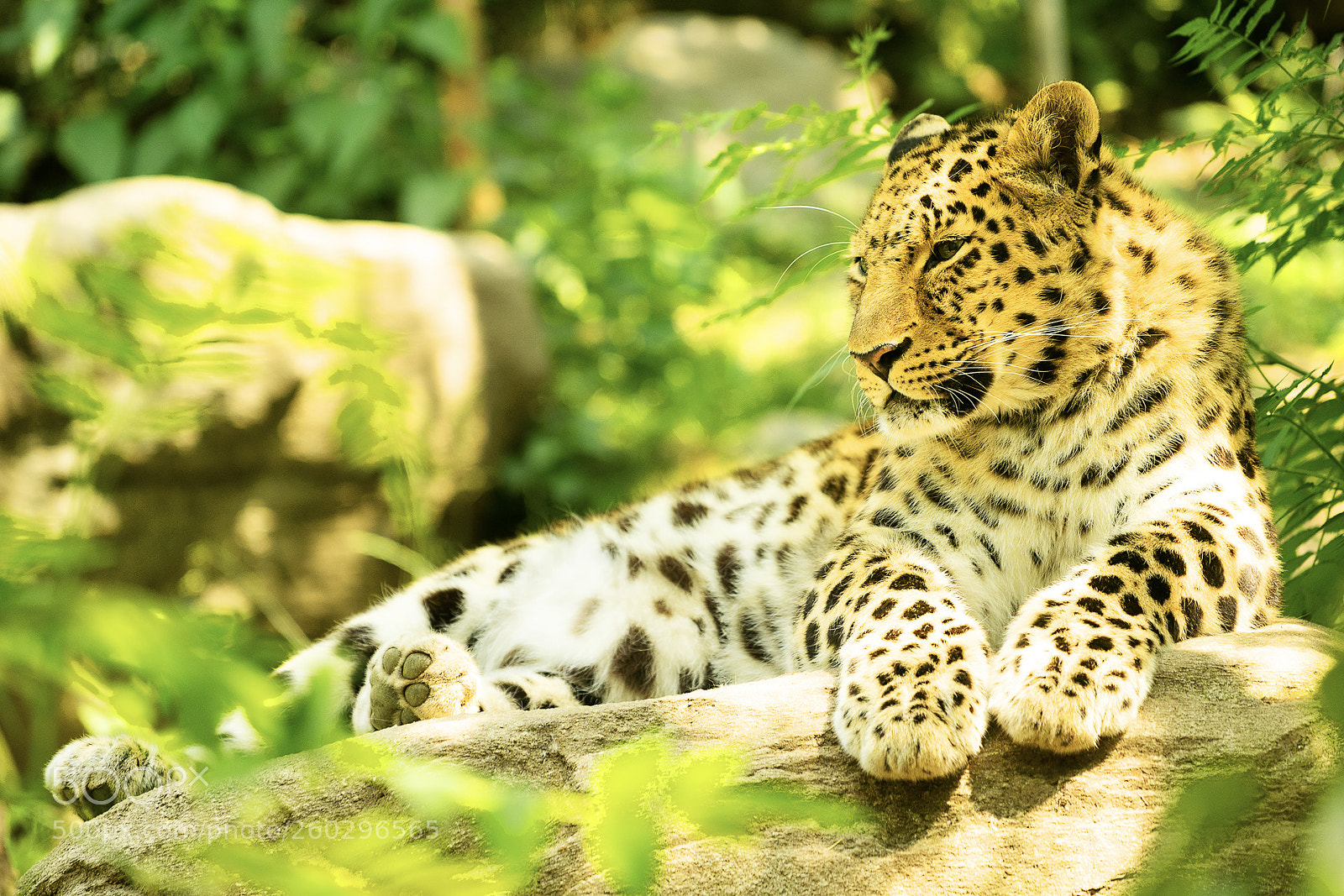 Sony a7R sample photo. Leo photography