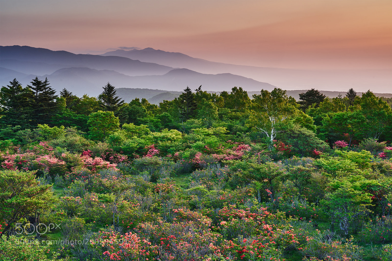 Sony a7R III sample photo. Azalea in highlands photography
