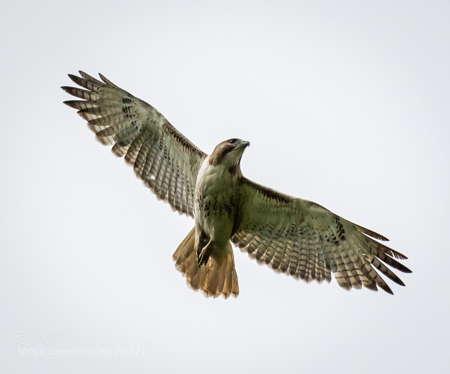Canon EOS 7D Mark II sample photo. Hawk in flight photography