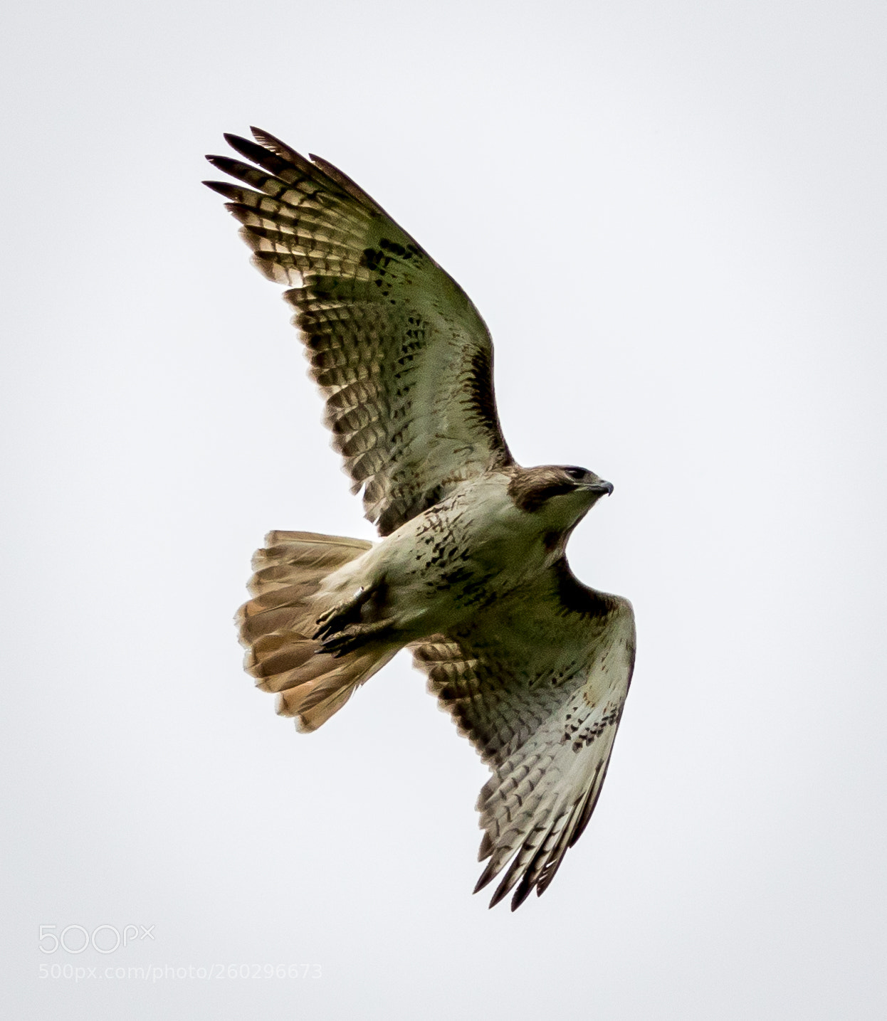 Canon EOS 7D Mark II sample photo. Hawk in flight photography