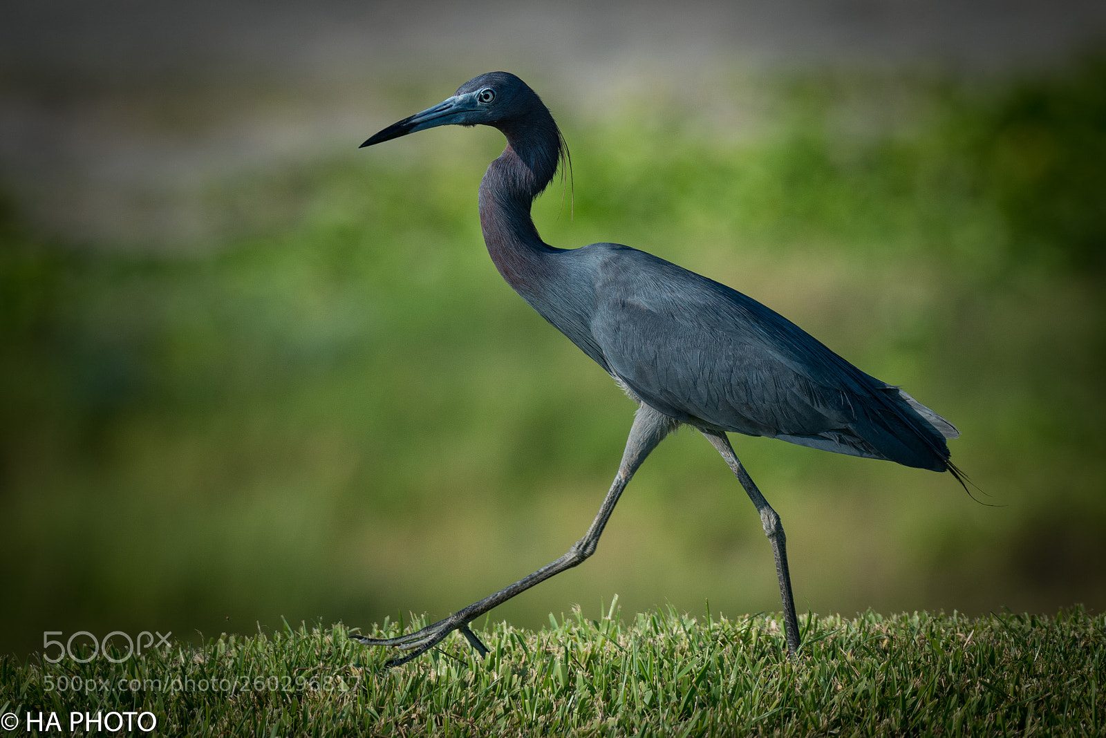 Nikon D800 sample photo. Little blue heron photography