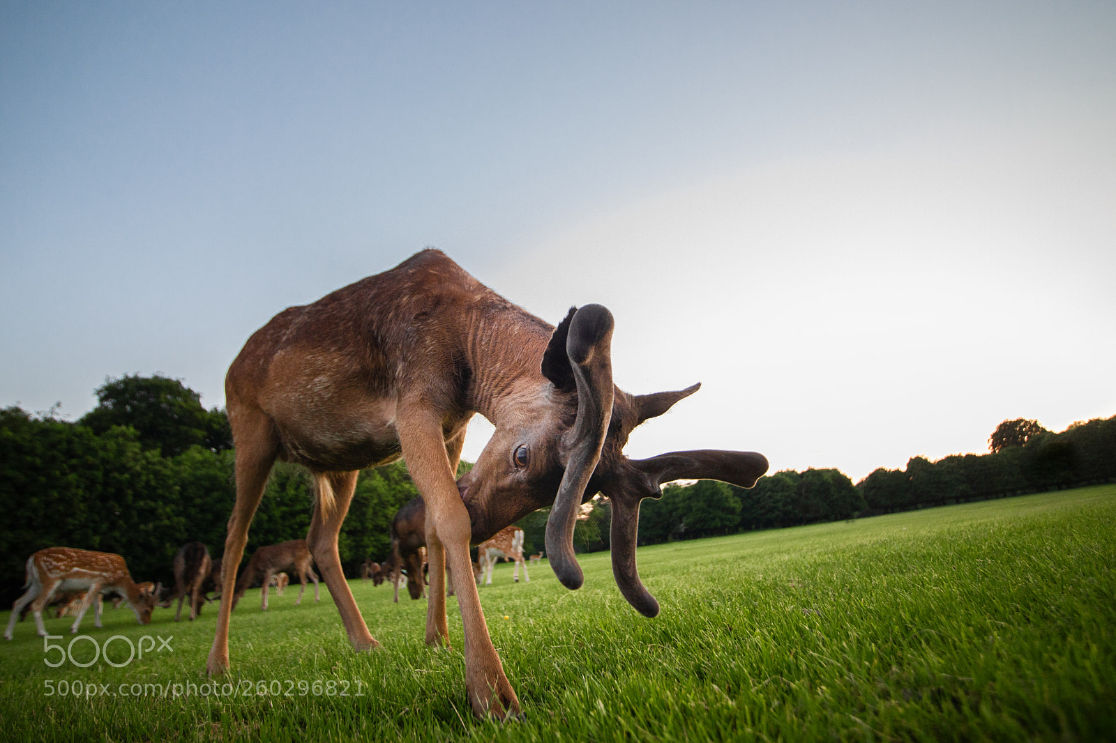 Canon EOS 5D Mark IV sample photo. Deer wide photography