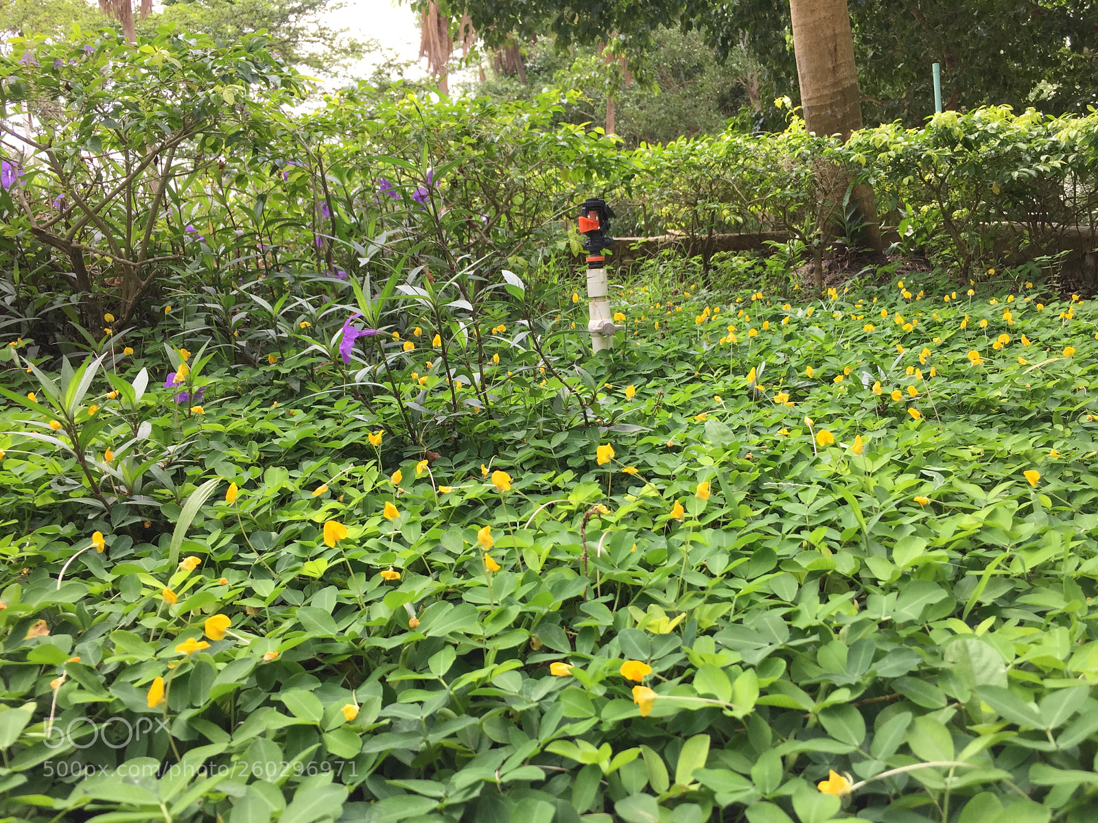 Apple iPhone 6 sample photo. Img photography
