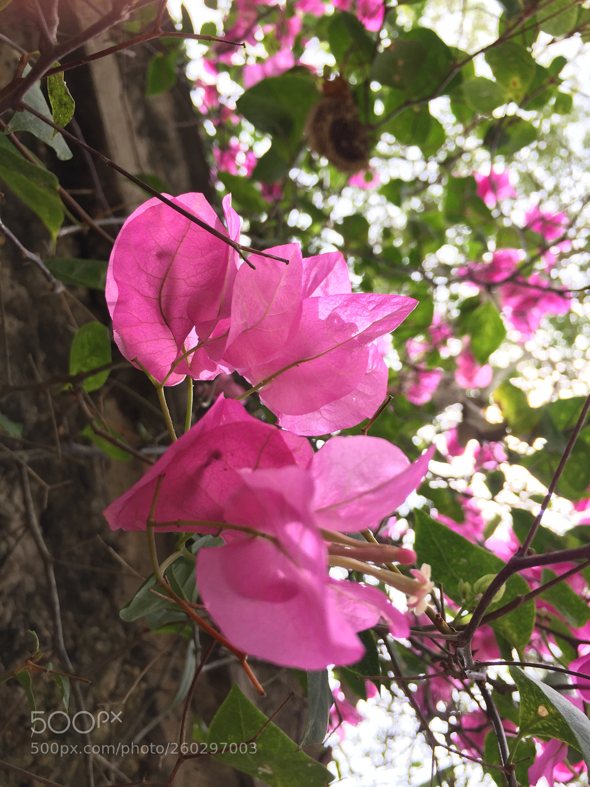 Apple iPhone 6 sample photo. Img photography
