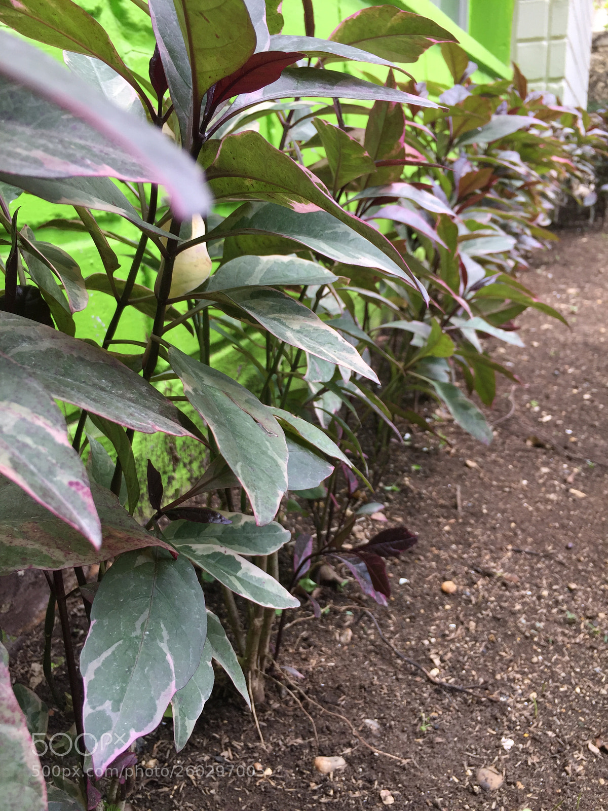 Apple iPhone 6 sample photo. Img photography