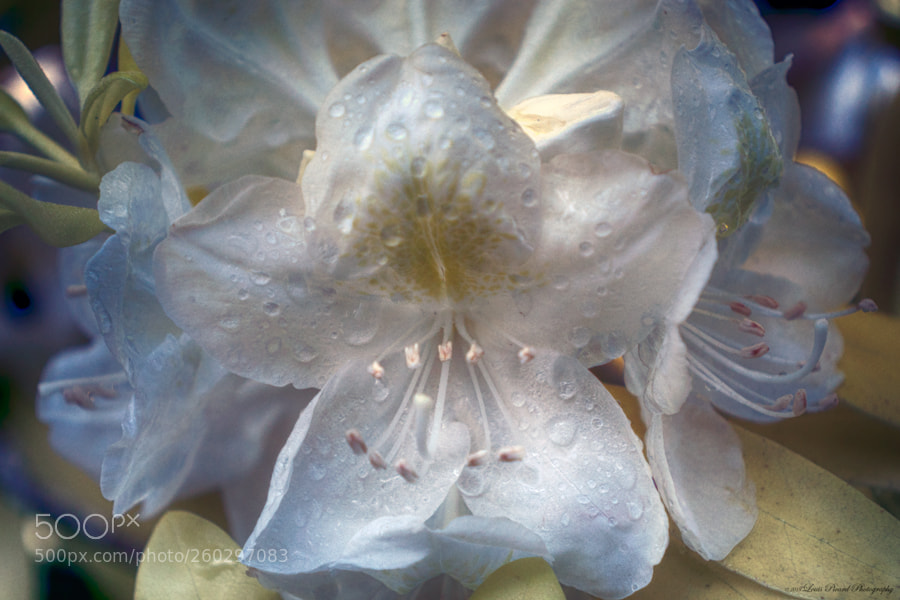 Nikon D7000 sample photo. Rhodie photography