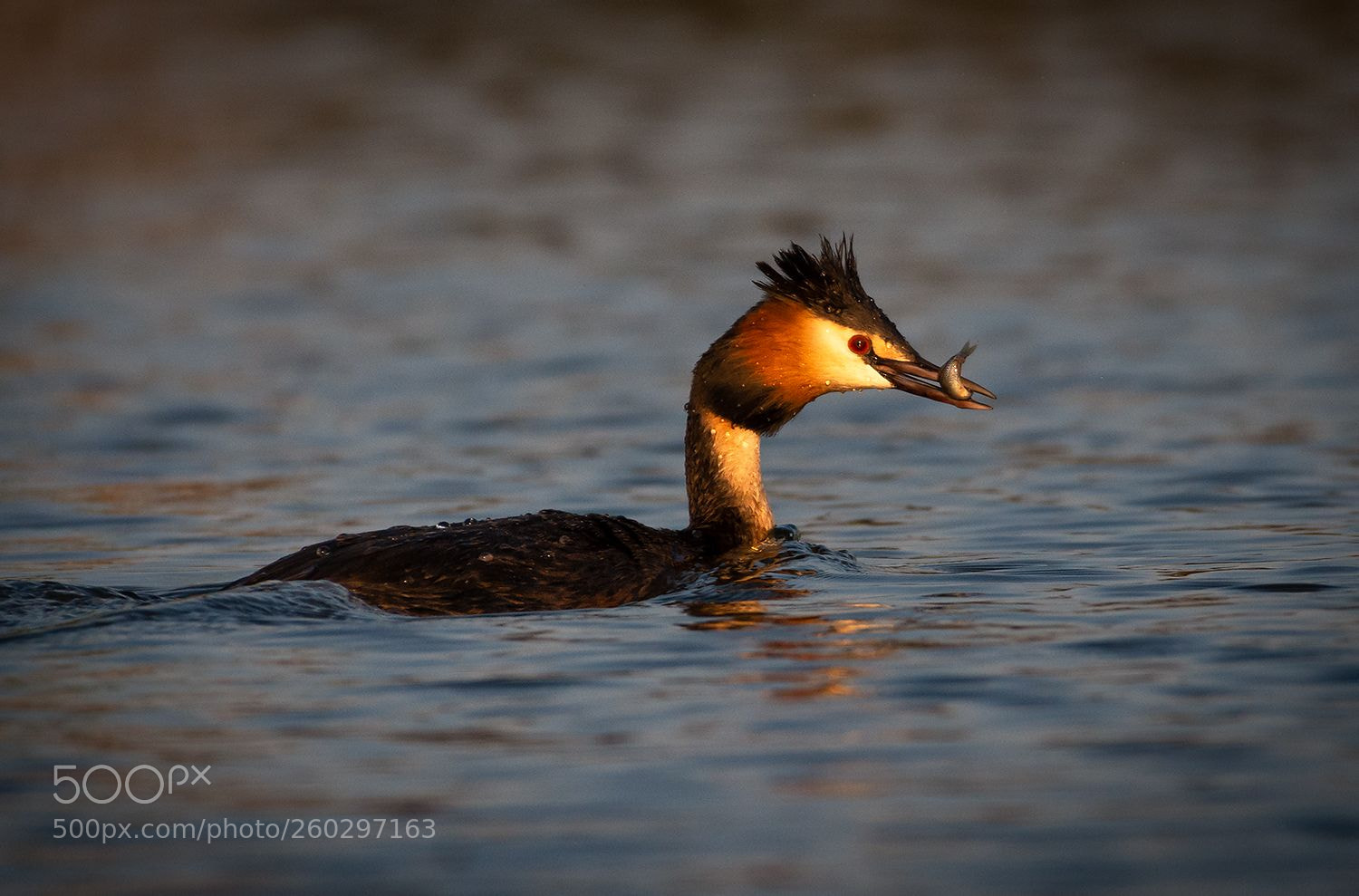 Nikon D7200 sample photo. Grebe with catch photography