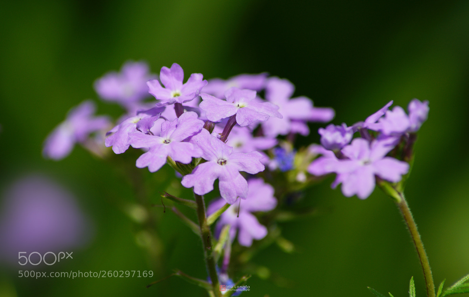 Sony a7 II sample photo. Flower photography