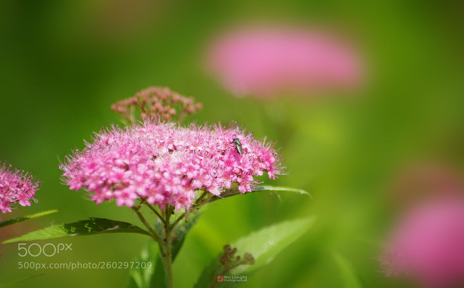Sony a7 II sample photo. Wild flower photography