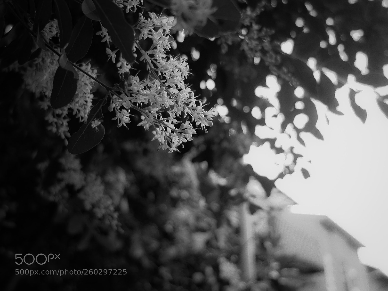Fujifilm X10 sample photo. The ephemeral memories photography