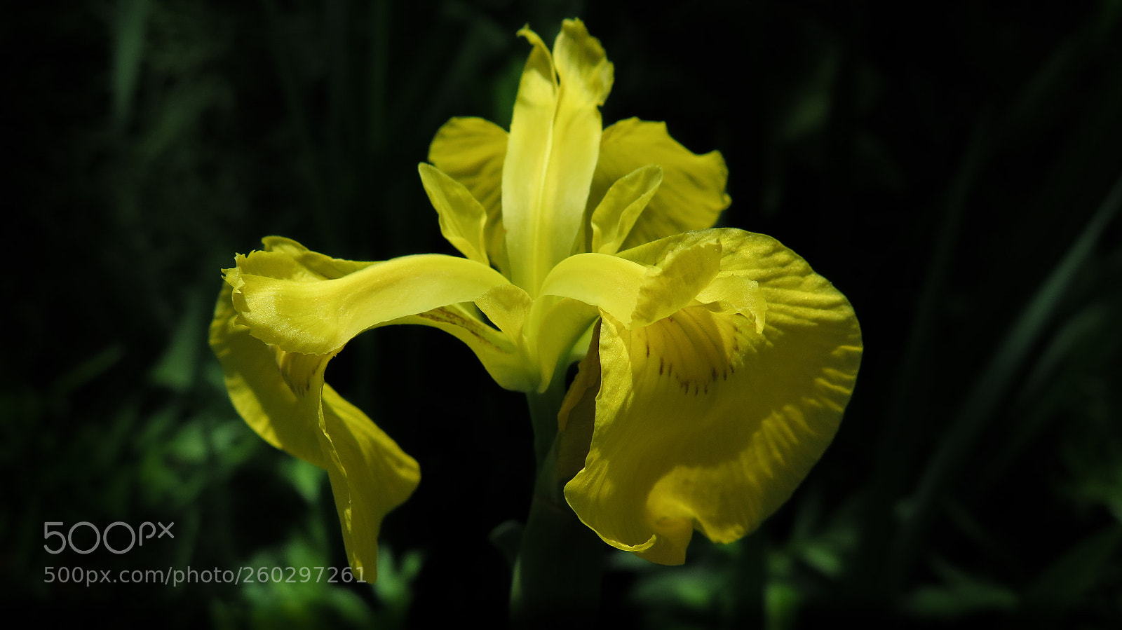 Canon PowerShot G16 sample photo. Yellow iris photography