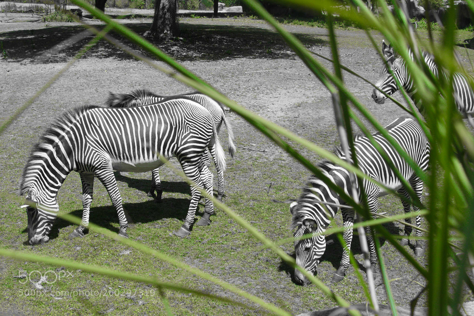 Canon EOS 450D (EOS Rebel XSi / EOS Kiss X2) sample photo. Burchell's zebra grazing photography