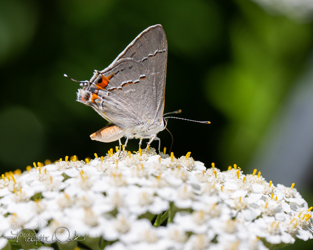 Canon EOS 6D sample photo. Gray hairstreak #2 photography