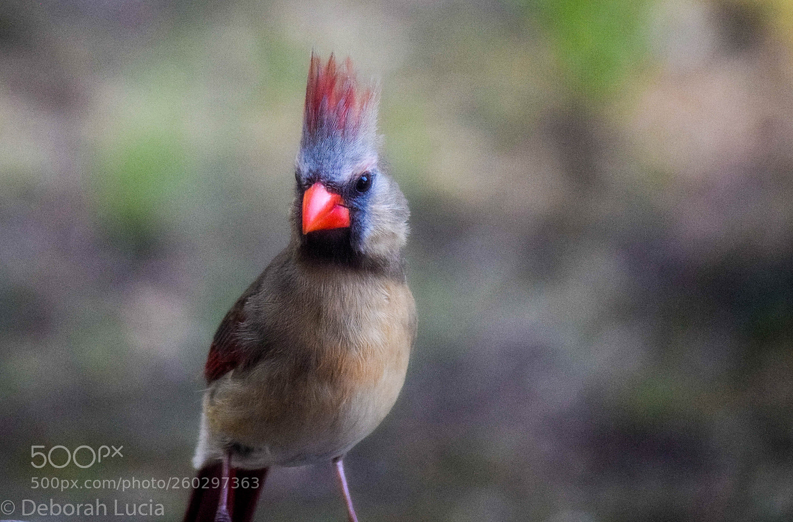 Nikon D5300 sample photo. Female cardinal photography