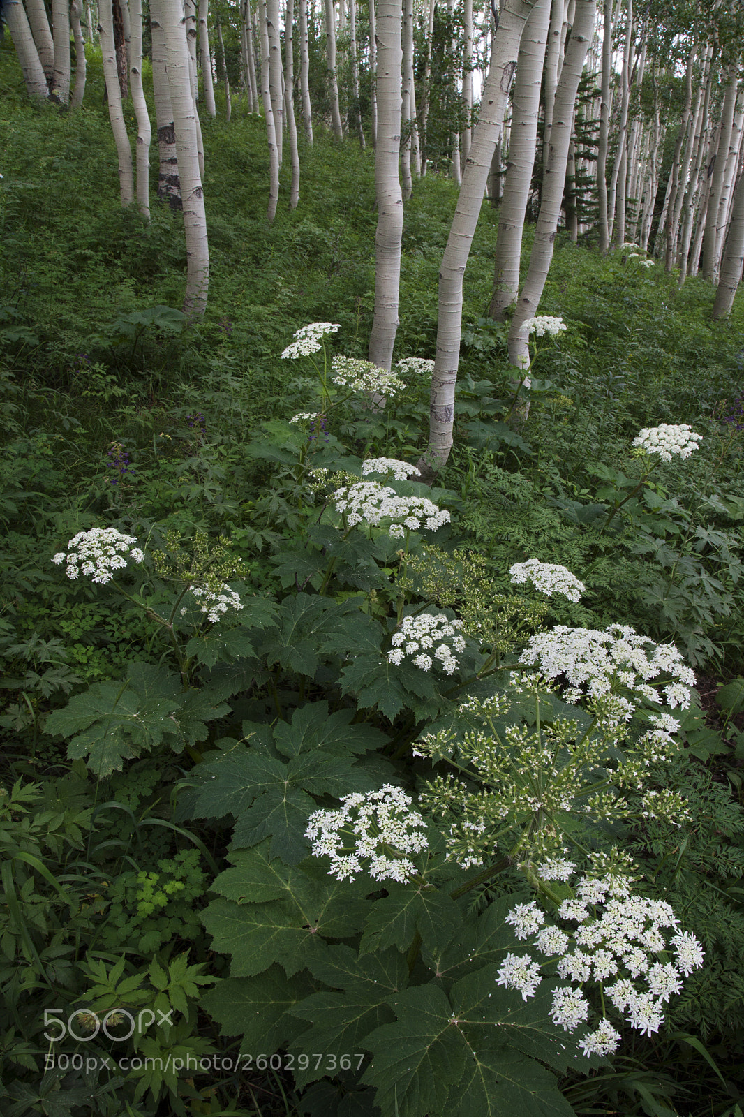 Canon EOS 5D Mark II sample photo. Colorado aspens and wildflowers photography