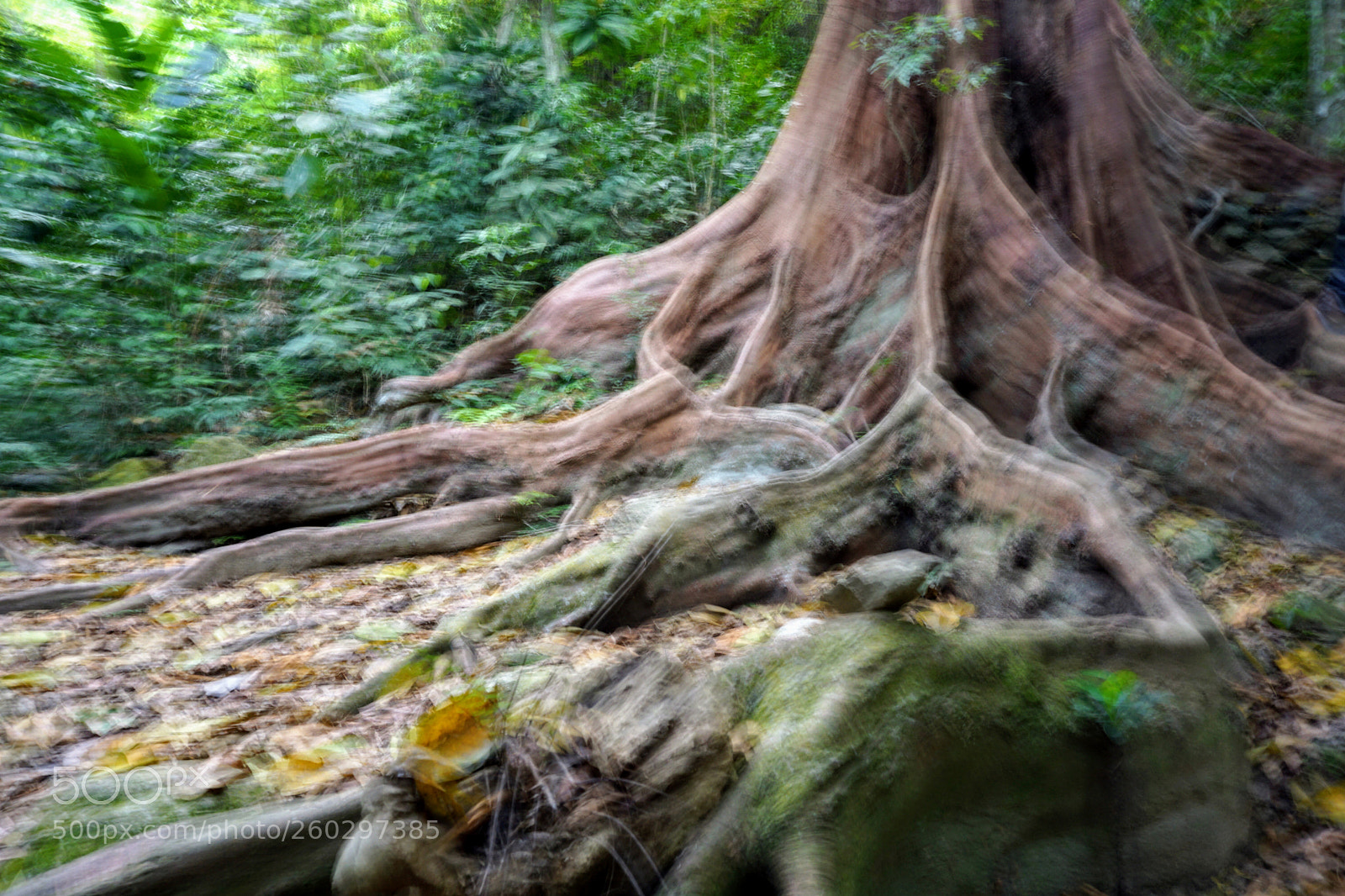 Sony a6000 sample photo. Forest vision photography
