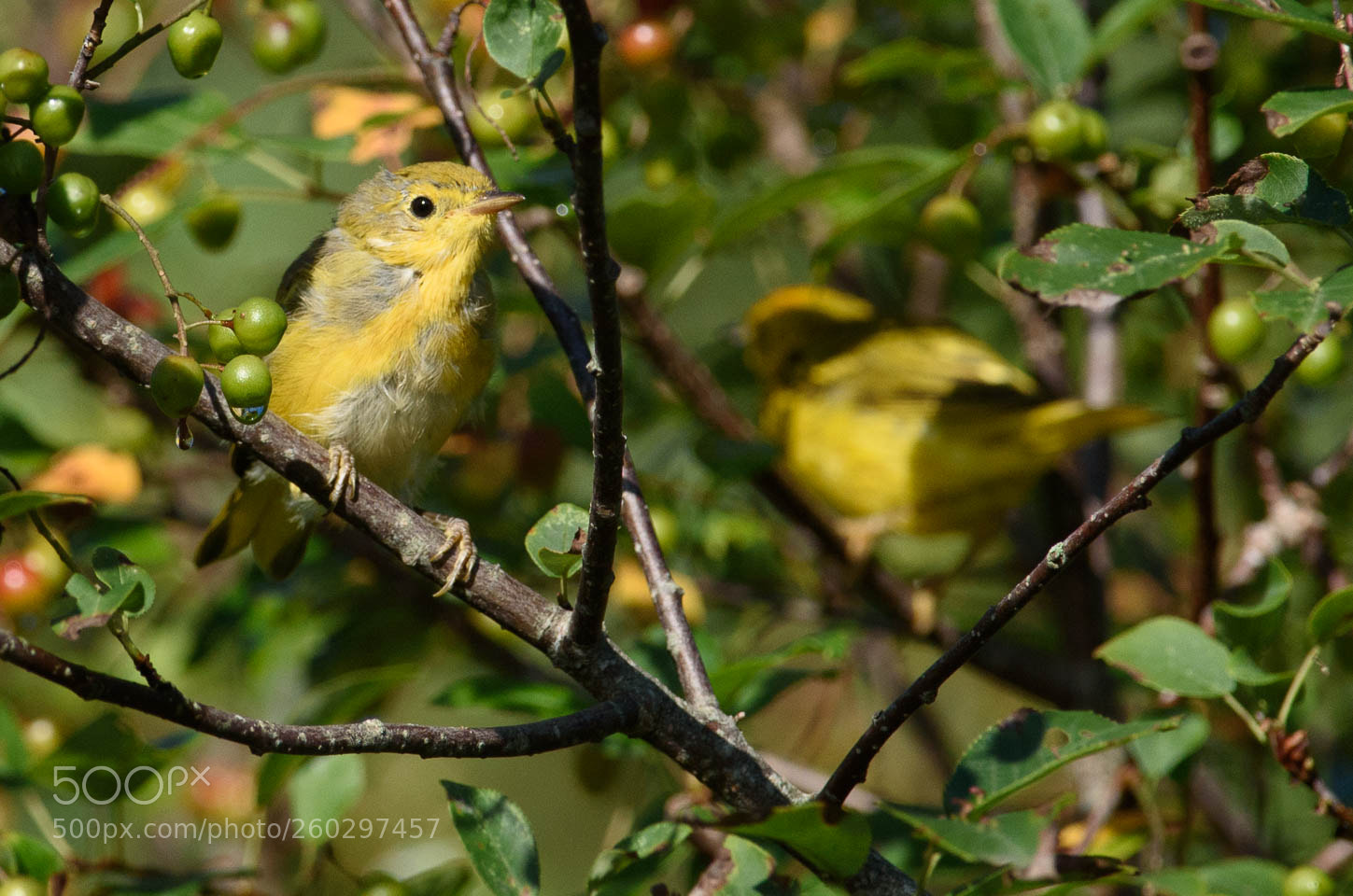 Nikon D750 sample photo. Yellow warbler? photography