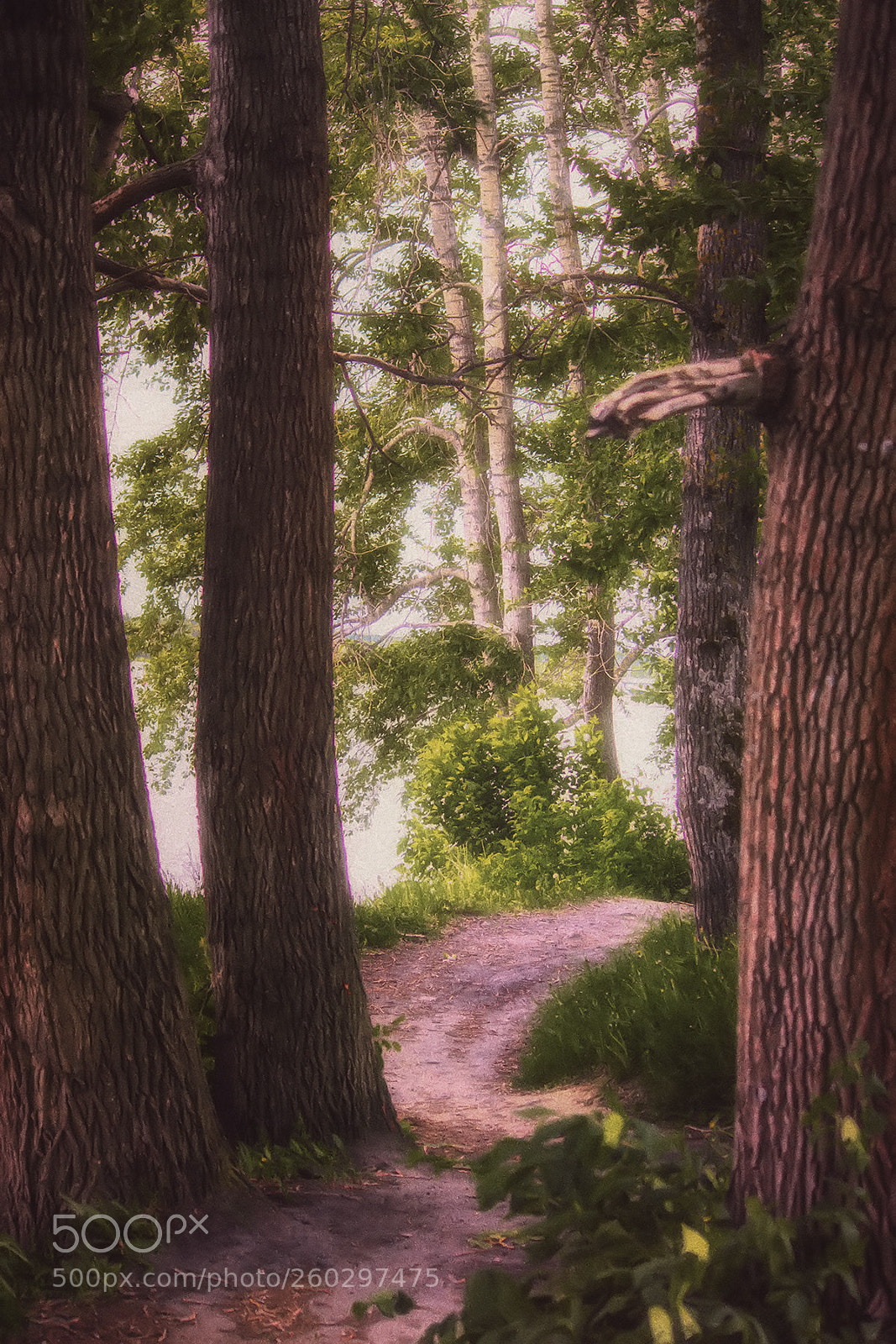 Canon EOS 600D (Rebel EOS T3i / EOS Kiss X5) sample photo. Old forest photography