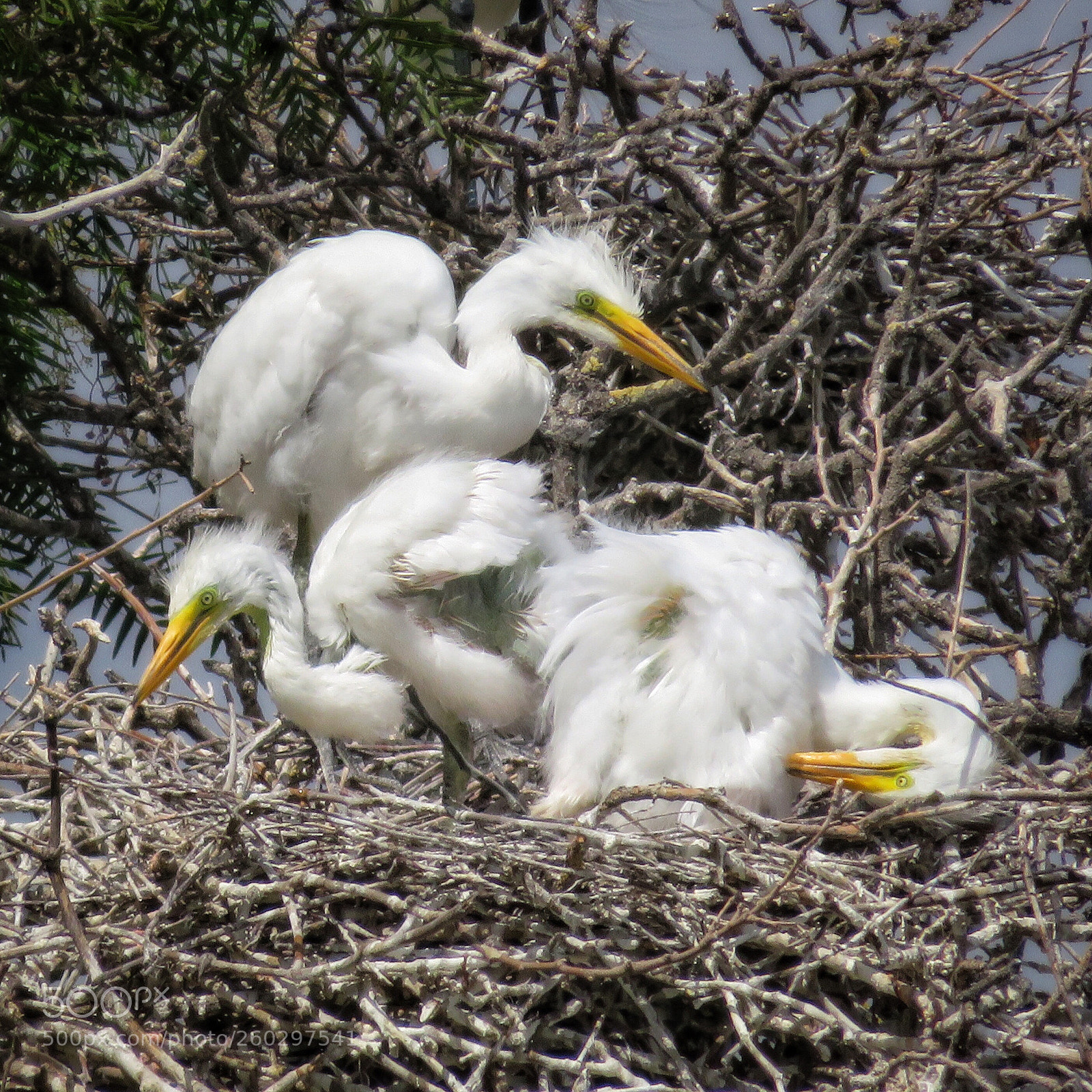 Canon PowerShot SX720 HS sample photo. Triplets antics photography