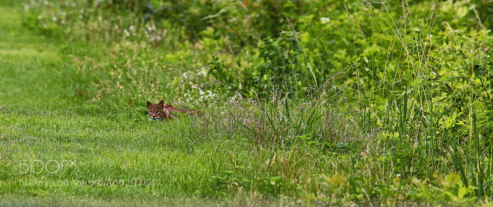 Canon EOS 70D sample photo. Bobcat photography