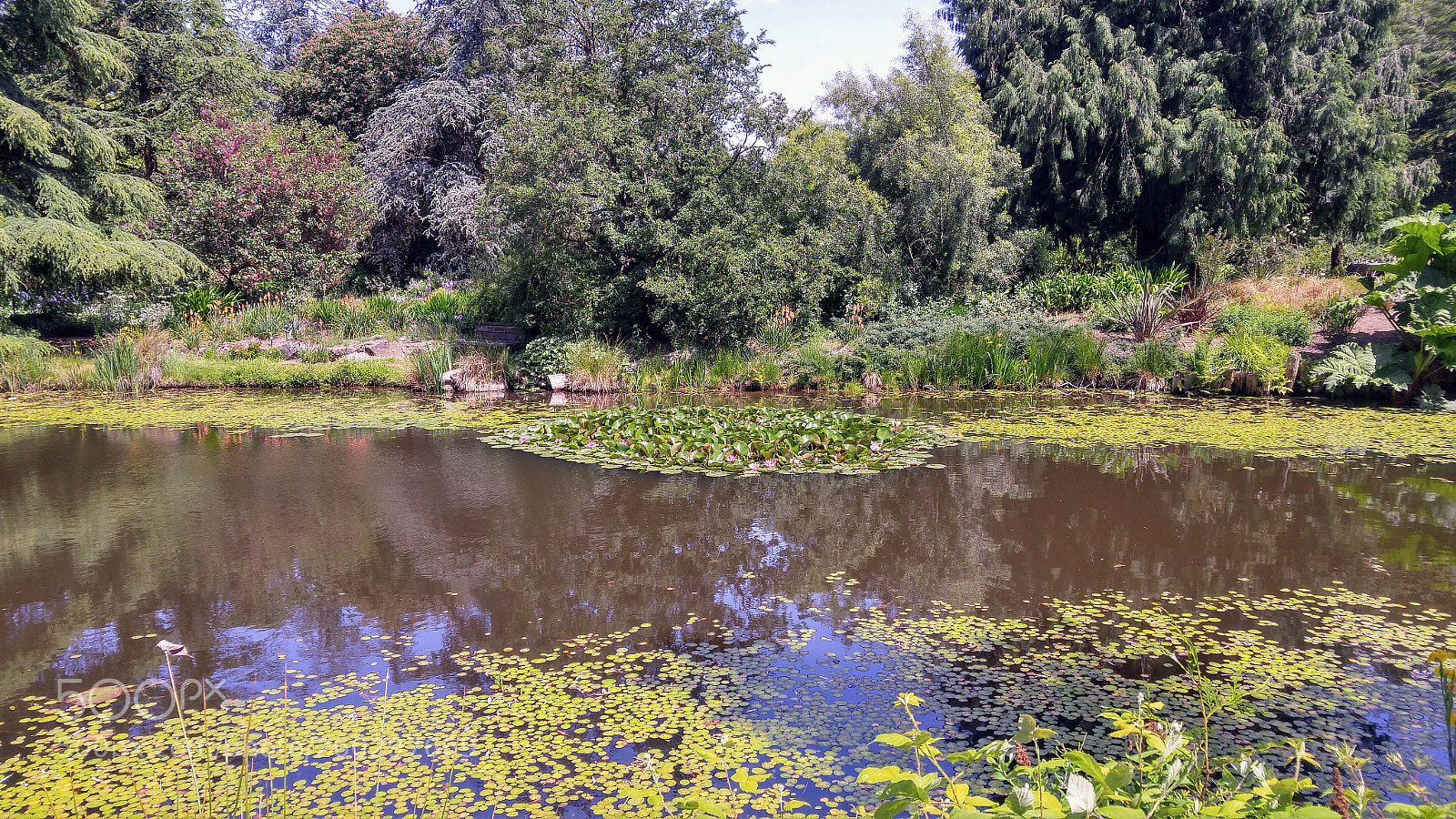 LG G4 sample photo. Aquatic plant invasion photography