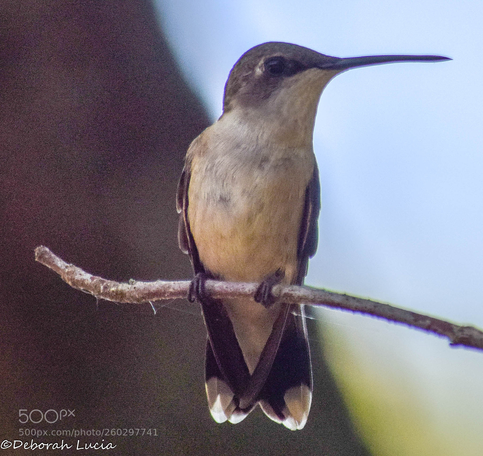 Nikon D5300 sample photo. Hummingbird photography