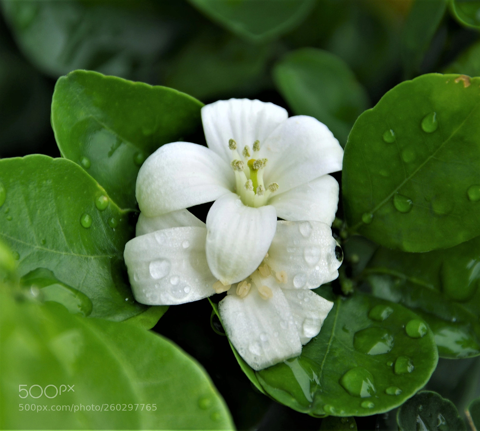 Pentax K-3 sample photo. White flower photography