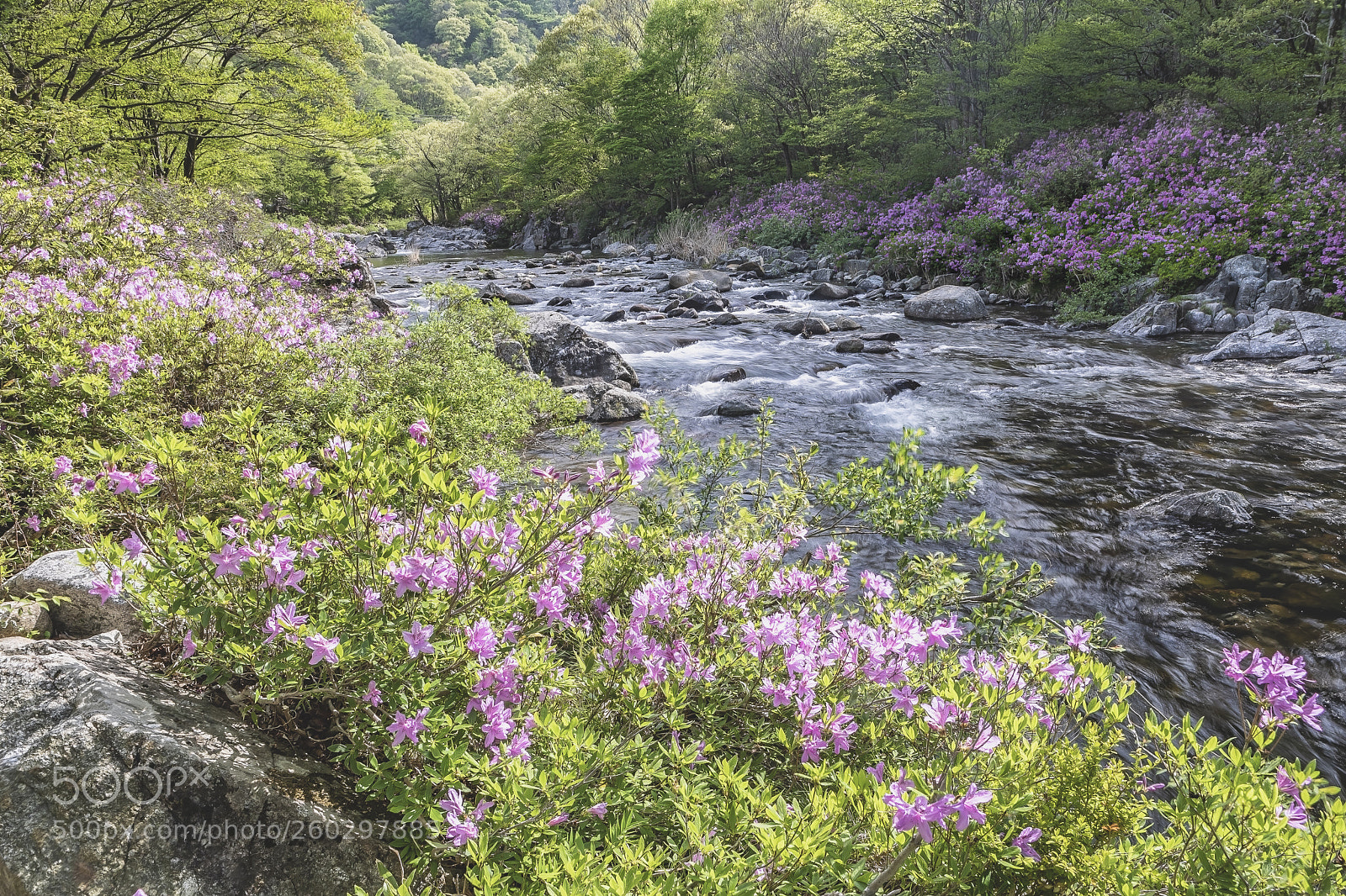 Canon EOS 5D Mark IV sample photo. Royal azalea bloom in photography