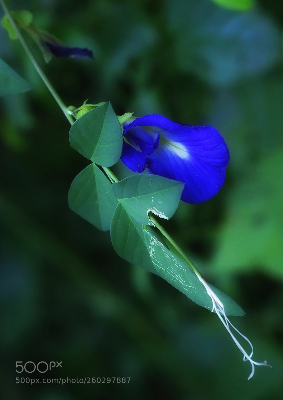 Canon EOS 6D sample photo. Bule flower photography