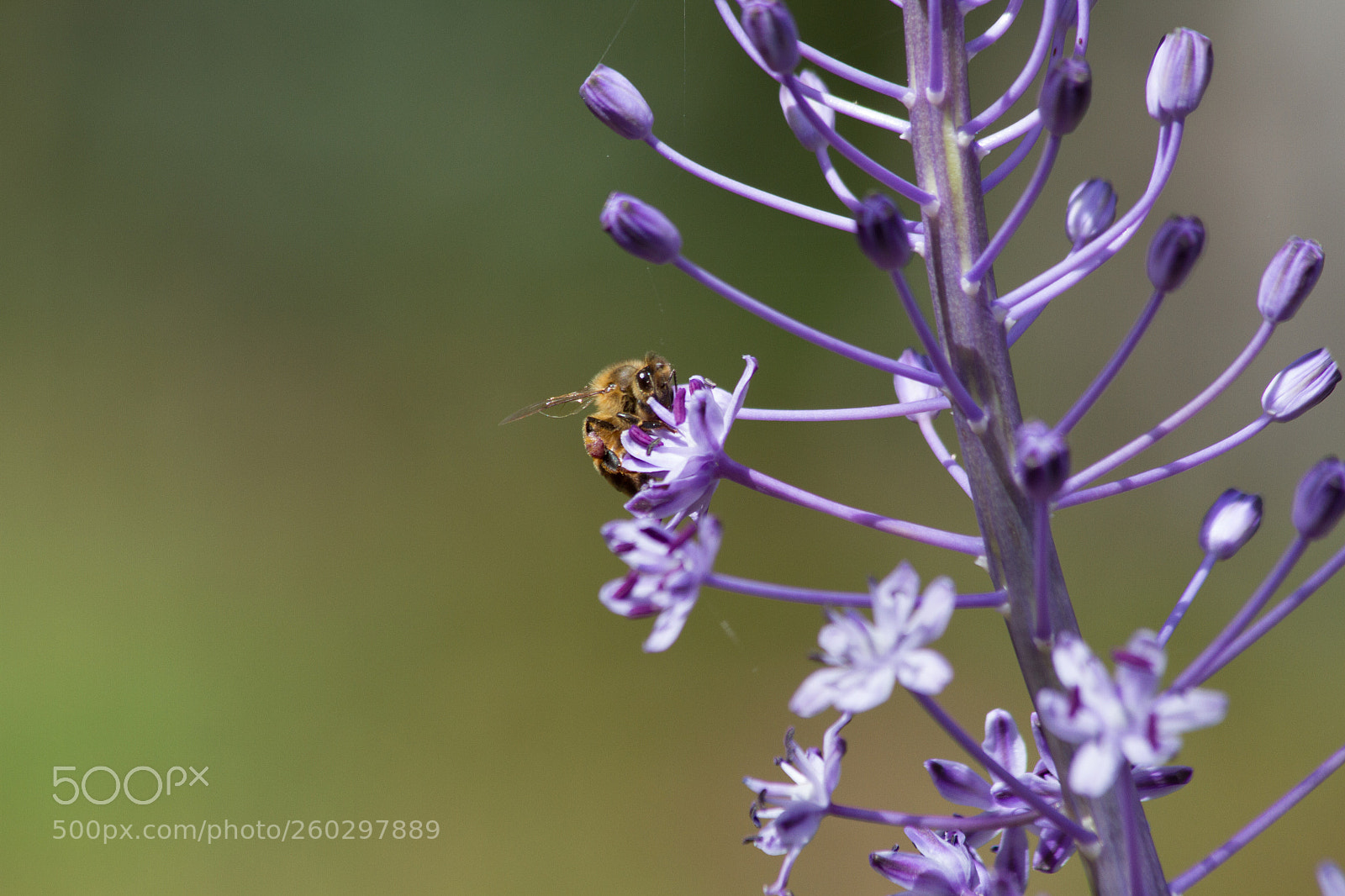 Canon EOS 7D sample photo. Bee delighted photography