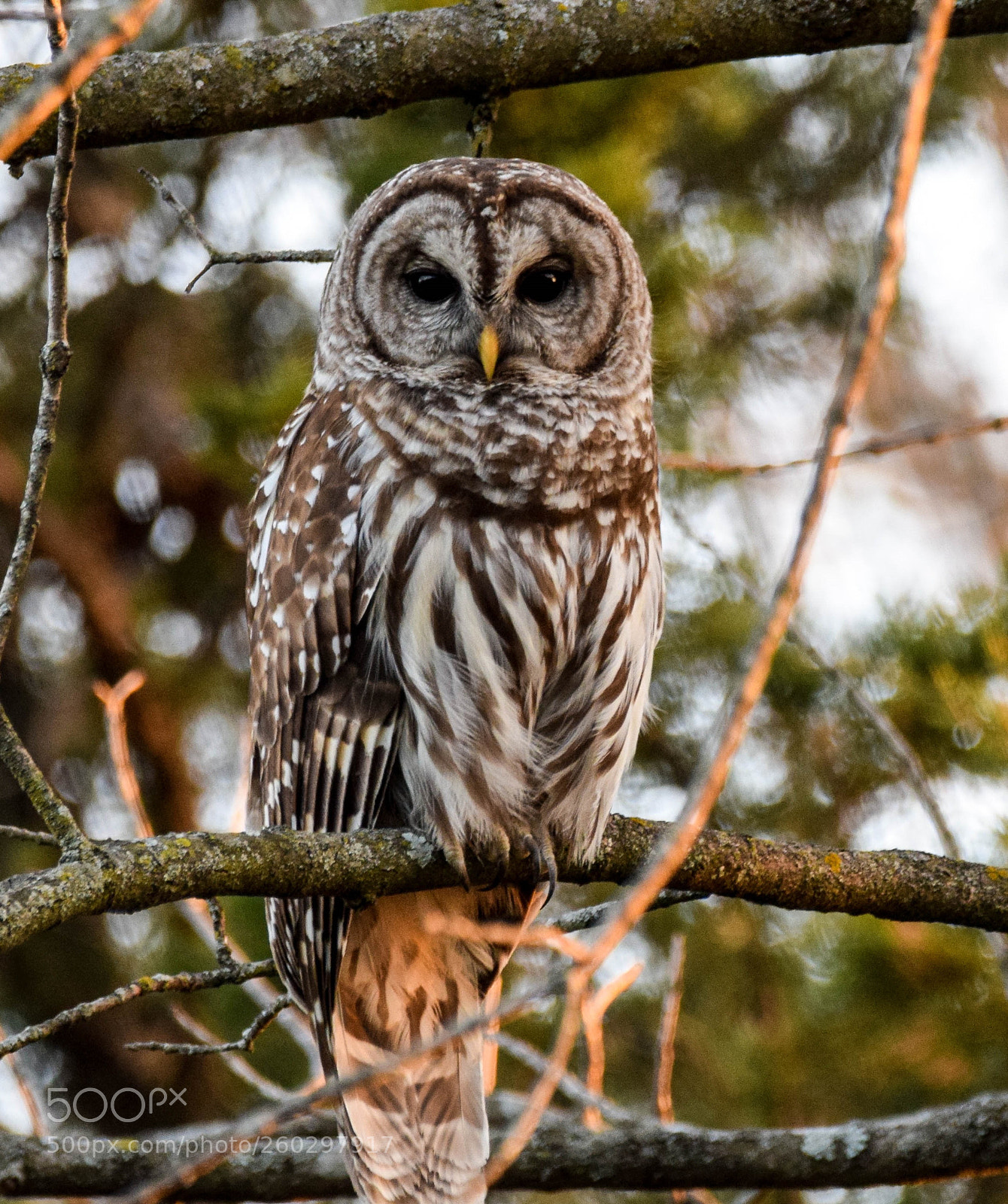 Nikon D5300 sample photo. Barred owl photography