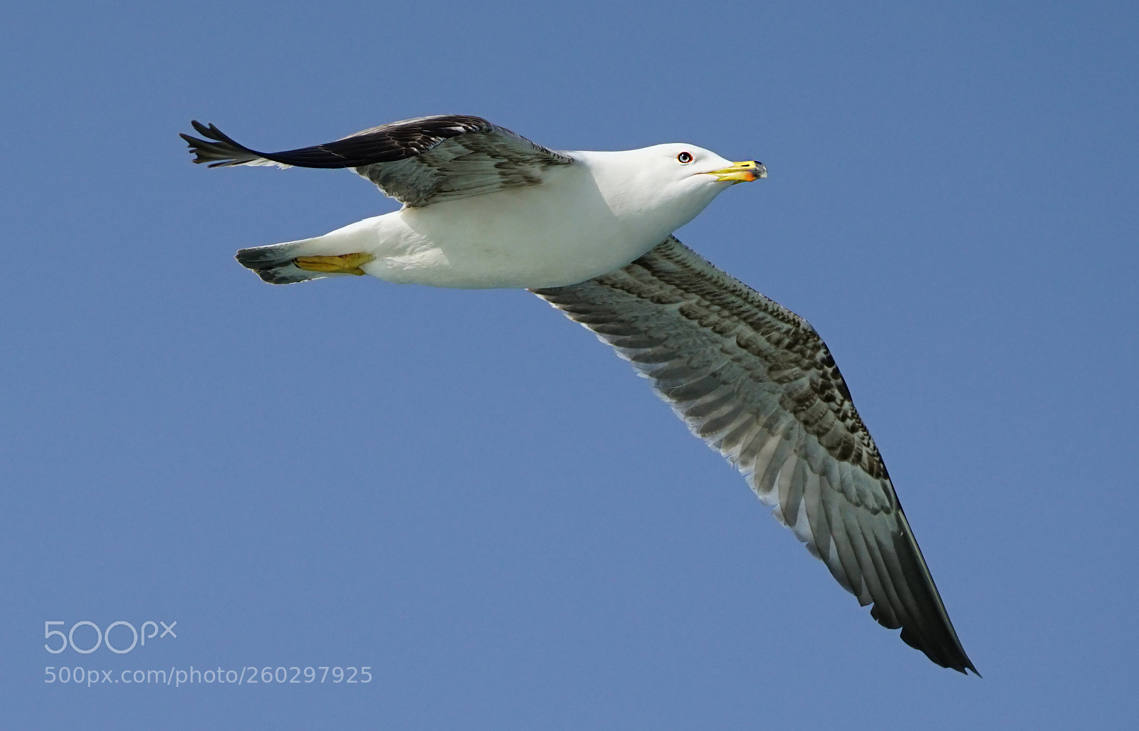 Sony a7R II sample photo. Seagull photography
