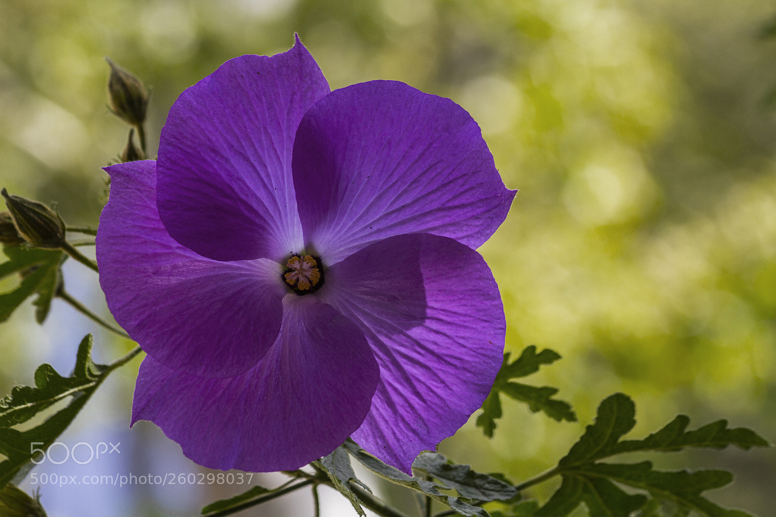 Canon EOS 7D sample photo. Purple flower in focus photography